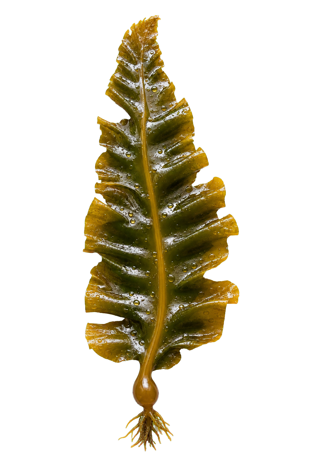 kelp