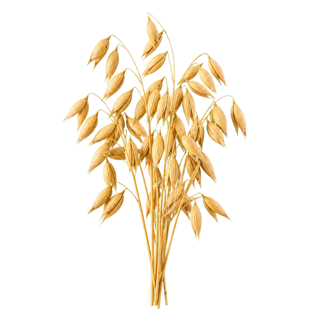oat