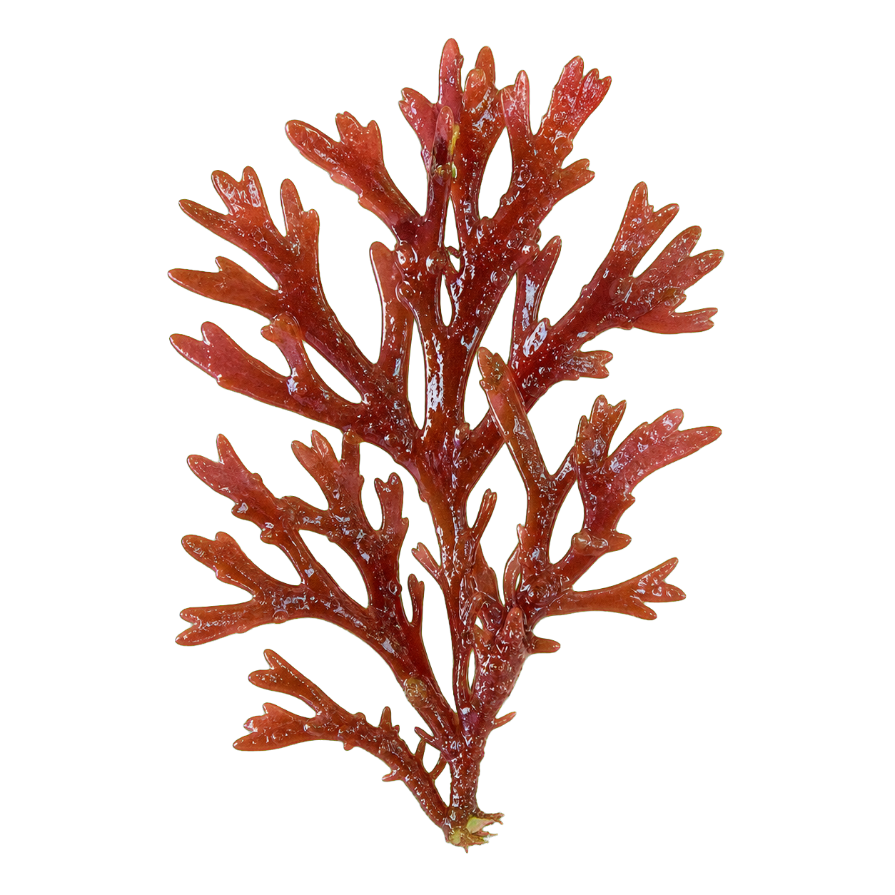 red_algae
